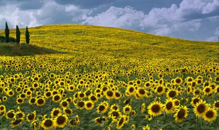 sunflower_fields_tuscany_italy